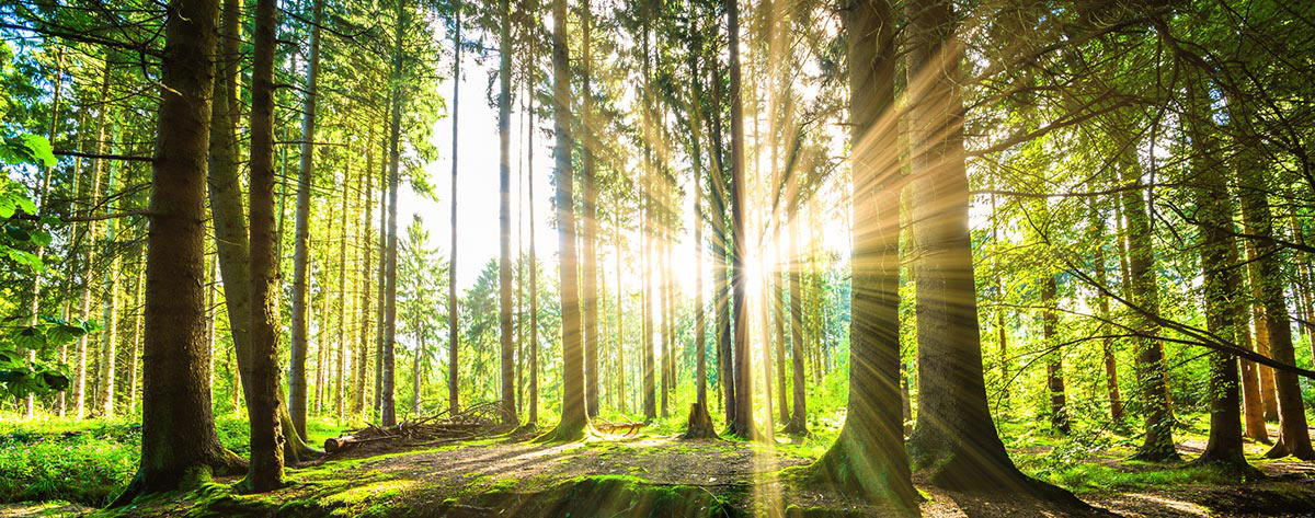 Lichtung im Wald