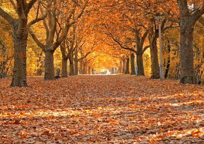 Baumallee im Herbst