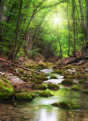 Bachlauf im Wald