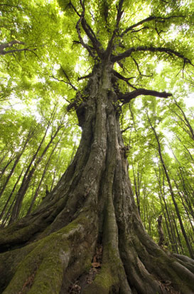 Baum der Ruhe