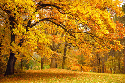 Herbststimmung